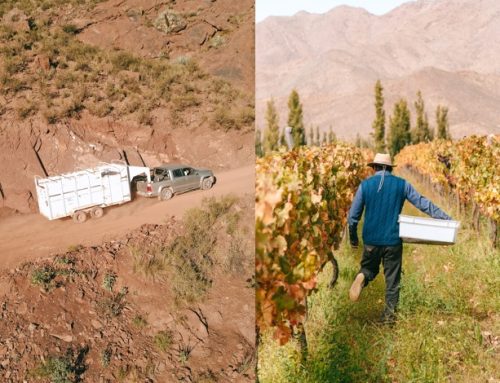 «Bodega Chasqui»: Al rescate del vino ancestral…