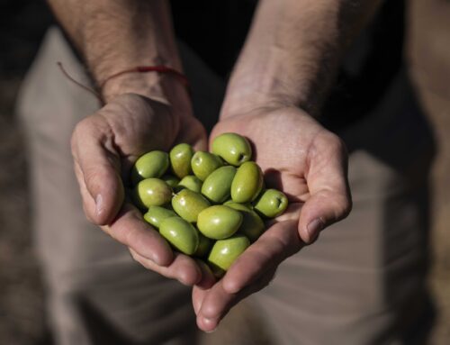 «Olivarero por un dia» – Mendoza