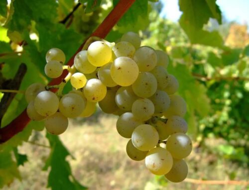5 de Mayo: Dia del Sauvignon Blanc