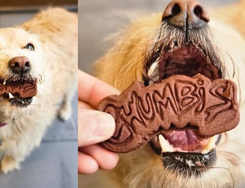 Café «Pet Friendly» – Palermo